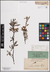 Foto von Salix eleagnos Scop.